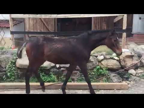 MUSTANG MAKEOVER 2018 // Update 1 TAG 3909 - Ankunft bei Jan Henn