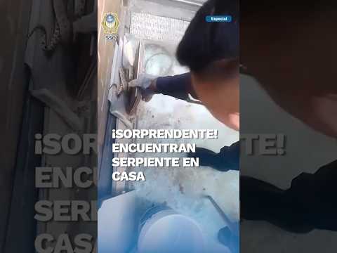 ¡No es Australia! Policía de la CDMX rescata a una serpiente en un domicilio de la Cuauhtémoc