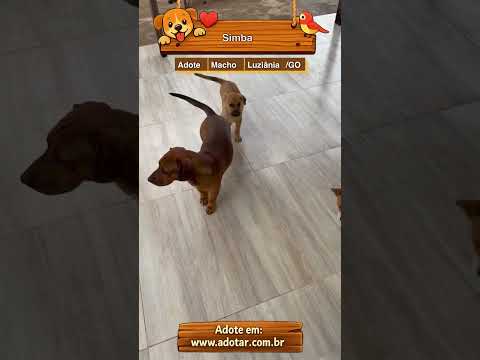 Vídeo de Simba