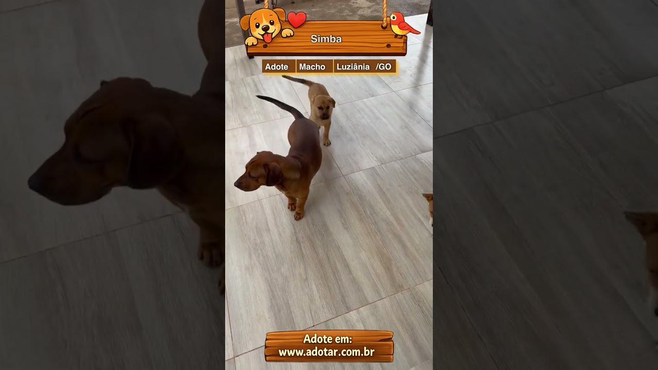 Cachorro raça SRD-ViraLata idade 7 a 11 meses nome Simba