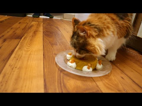 Hermione's 4th Birthday! (Cake for a Cat)