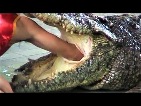 Tailandia: Homem Arrisca-se até ao Limite com Crocodilo