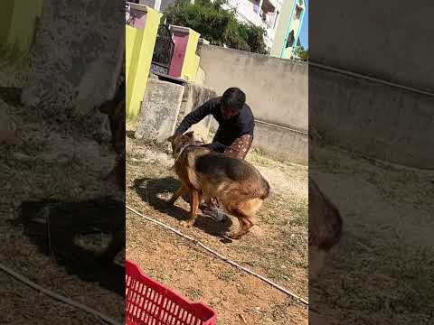 A dog is the only thing on earth that loves you more than he loves himself.” #trending #viral #dogs