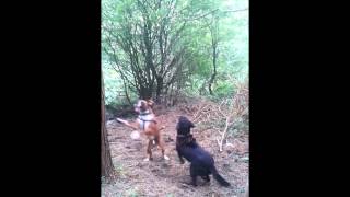 preview picture of video 'Boxer and labrador chase a rope swing'