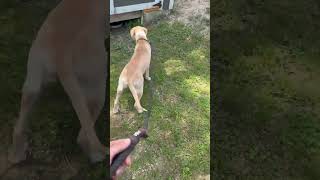 Video preview image #1 Labrador Retriever-Unknown Mix Puppy For Sale in Oakhurst, NJ, USA