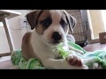 German Sheprador Puppy Meet Dippy