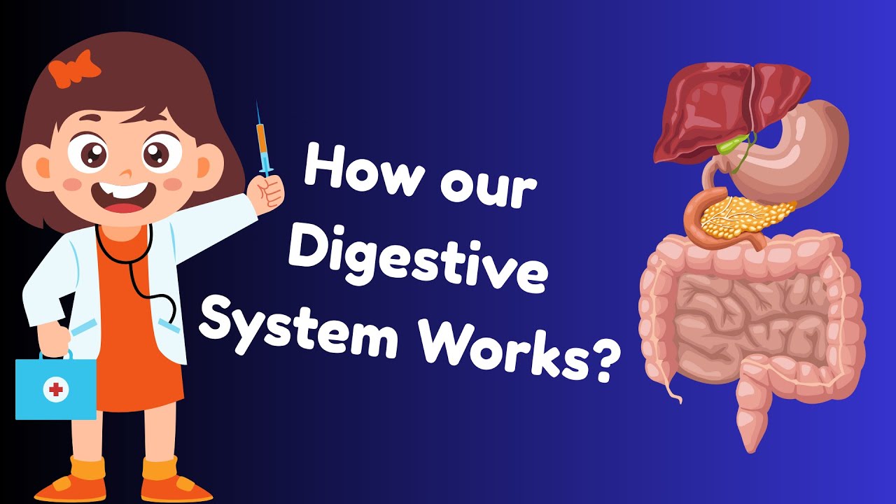 Fun Kids Quiz: How our digestive system works?