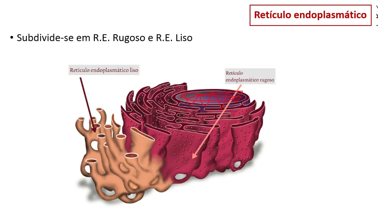 Aula 10 - Introdução ao sistema de endomembranas