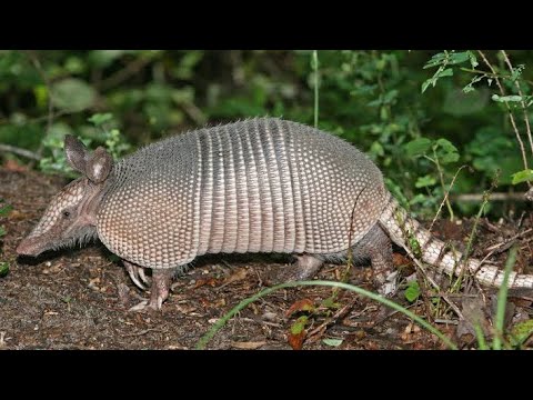 Armadillo rolls up into a ball