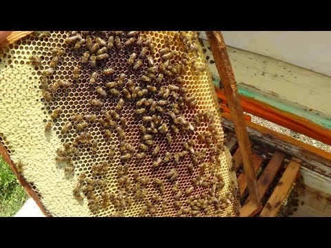 Медовые запасы пчелы в зиму ??? пасека