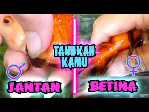 CARA MUDAH MEMBEDAKAN IKAN KOKI JANTAN DAN BETINA ‼️how to distinguish the sex of goldfish ‼️