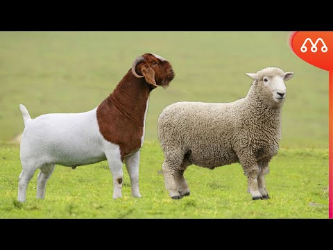 GOAT AND SHEEP CROSS