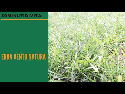 Erba ,vento ,un po' di sole guarda ascolta e rilassati.