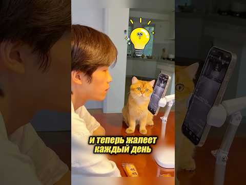Коты умеют пользоваться телефоном? 🤔🤣