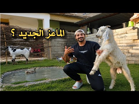 واخيرا  اشتريت فحل الماعز الجديد ؟ صدمه الحيوانات 🐐🔥 