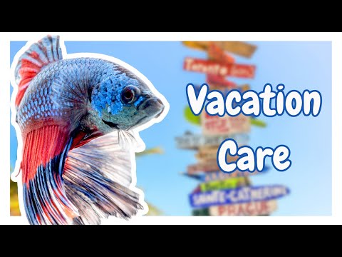 Keep Your Betta Healthy On Vacation!