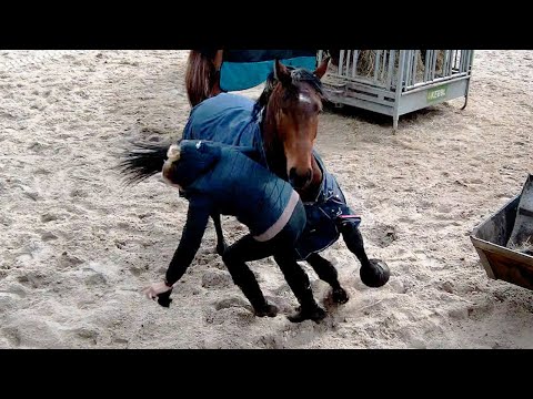 Unfall mit Jungpferd auf dem Paddock – Trainerin dankt ab