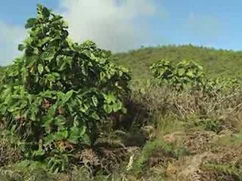 Galapagos: eradication of red quinine (6/7)