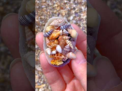 Tiny Seashell Treasures! 🐚✨ #Beachcombing #Seashells #BeachFinds #NatureLover #OceanVibes #Tiny