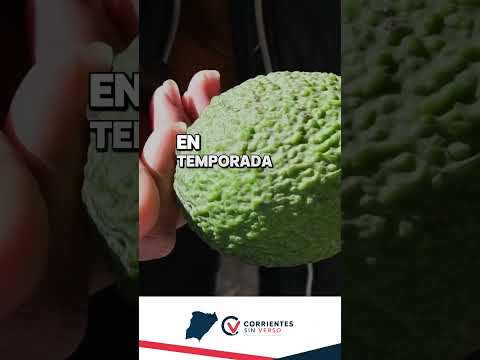 El gigante de los cítricos en Empedrado 🍋🥑