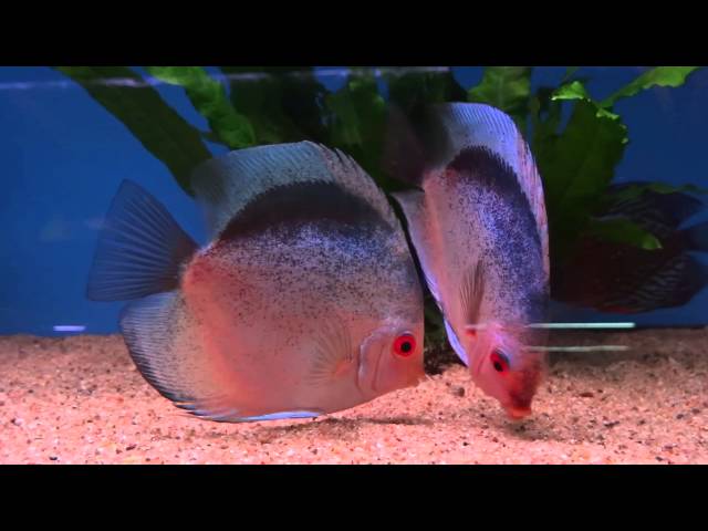 Discus Aquarium Fish