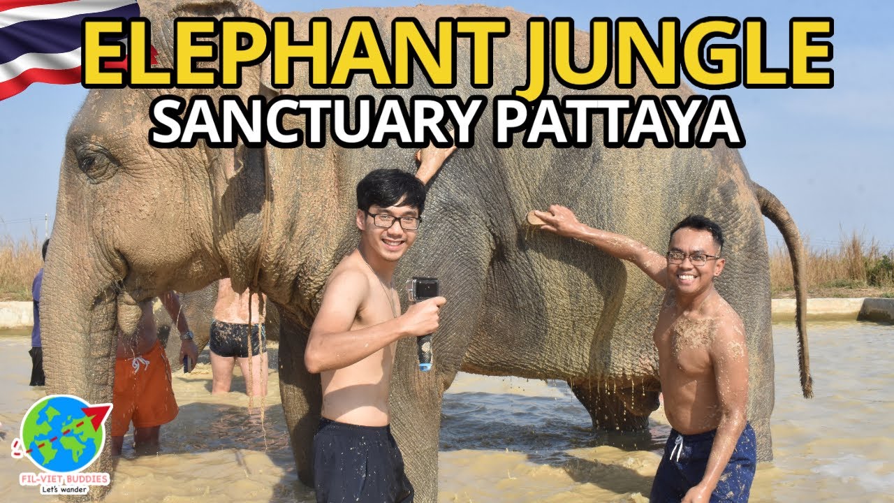Experience the thrill as tourists explore the majestic Elephant Jungle Sanctuary.