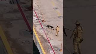 “You Won’t Believe This Police Dog’s Pier Patrol in Costa Maya! 🐕🚨😳”