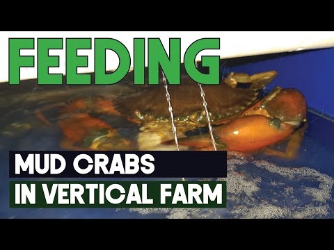 Feeding and Monitoring Scylla Serrata (Mud Crab Farming) in RAS Vertical Farm