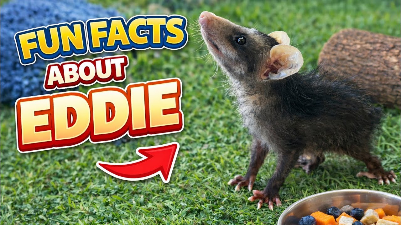 Facts about Eddie #shortsviral