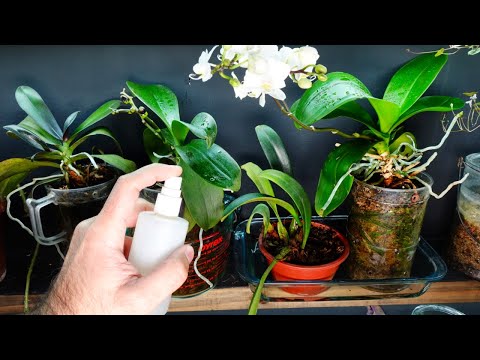 , title : '🌺 Cómo REGAR Orquideas, Phalaenopsis en Casa!'