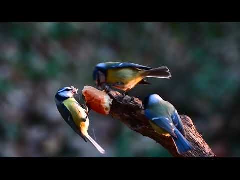 Opwekking 883 Wij zien Jezus