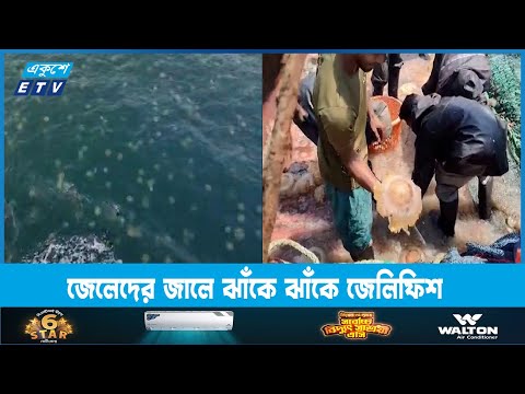 মাছধরা জাহাজের জালে উঠে আসছে ঝাঁকে ঝাঁকে জেলি ফিশ | ETV News