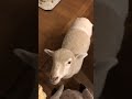 Cheeky lamb loves a bread stick