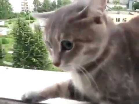 Gatito odia a los Paparazzi