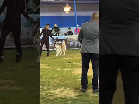 Kolkata dog show #dogshow #doglover #dogtraining #husky #kolkata
