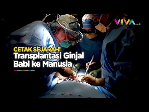 , title : 'Kekurangan Donor Organ, Ginjal Babi Ditransplantasi ke Manusia'