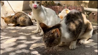 Cats love this food ! 😻|| #cat #cats #kitten #funnycats #cats_storyy