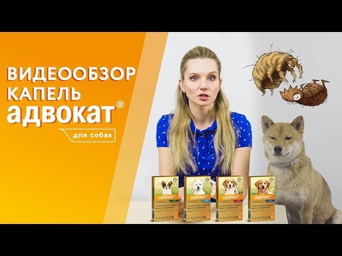 Капли Адвокат от блох, чесоточных клещей, глистов для собак. Видеообзор от производителя.