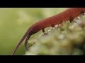 Lens Of Time Velvet Worms Secret Of The Slime BioGraphic