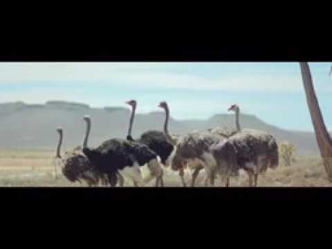 Bulbulay Ep 10   ARY Digital Drama   YouTube