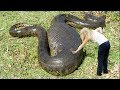 MAN PLAYING WITH A LARGE SNAKE