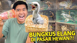 Download lagu BELI ANAK BURUNG ELANG DI PASAR HEWAN TERBESAR BANDUNG?! GAK PERNAH LIAT INI SEBELUMNYA! mp3