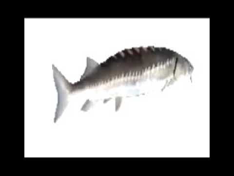 Fish Mp4 Steam Community :: Video :: fish.mp4