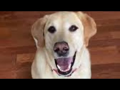 Watch how I finish this Bone 🦴 in a minute!!