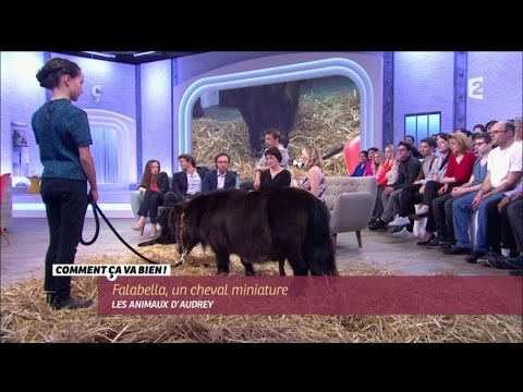 [ANIMAUX] Falabella, un cheval miniature #CCVB