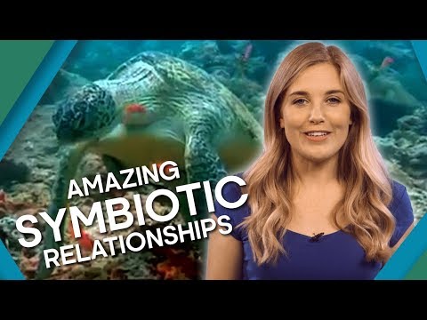 Extreme Animal Relationships - Earth Unplugged