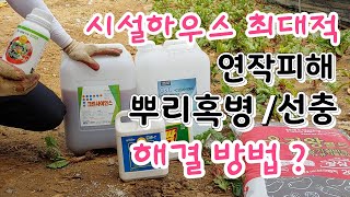 시설하우스  최대적 연작피해,뿌리혹병,염류집적 토양개량 해결 방법은? How can I solve the s…