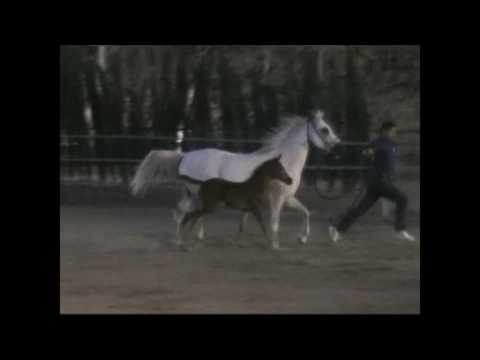 Memories of Syria - Pt 2 - Asayel Alsham Stud