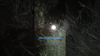 Download lagu CARA MENANGKAP RUAK RUAK DENGAN MUDAH DI MALAM HARI #1000subscriber #birds #ruakruak #shortvideo mp3 Download lagu CARA MENANGKAP RUAK RUAK DENGAN MUDAH DI MALAM HARI #1000subscriber #birds #ruakruak #shortvideo mp3