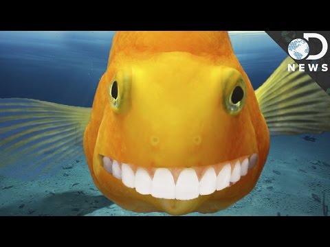 : How Human Teeth Evolved From Ancient Fish via DNews : How Human Teeth Evolved From Ancient Fish via DNews